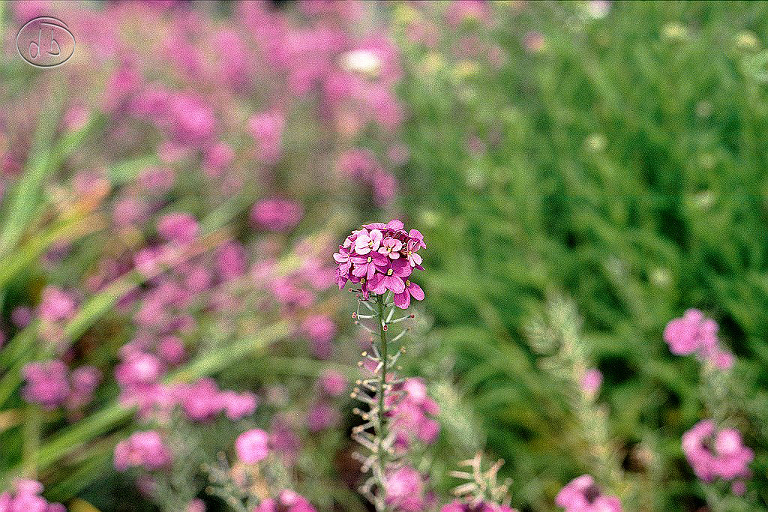 birmingham film photography_nikon em_agfa vista 400_june 27 2014_damian brown photography_0001