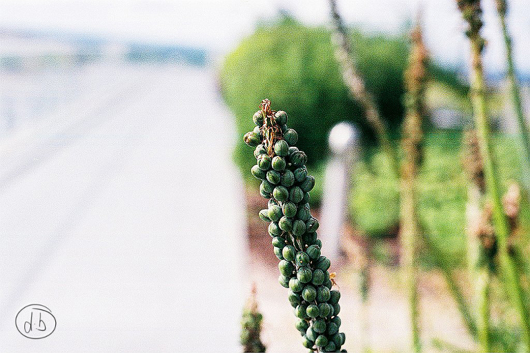 birmingham film photography_nikon em_agfa vista 400_june 27 2014_damian brown photography_0001