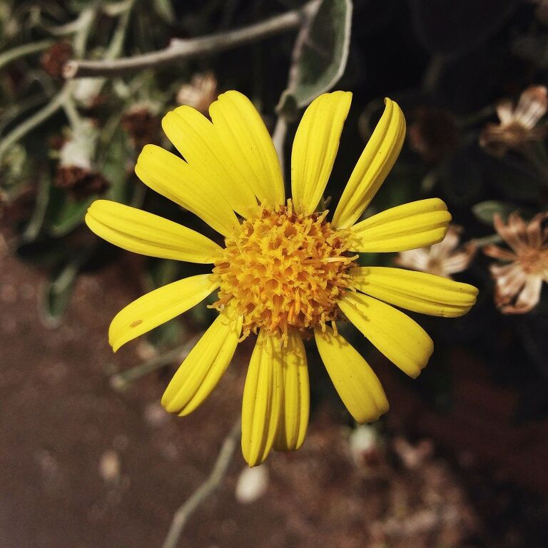 flower-photography_iphone-5__damian-brown-photography