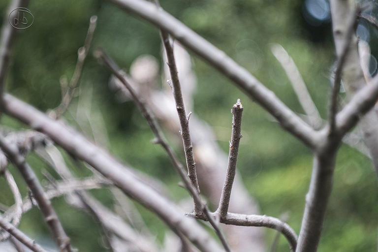 Fuji X-Pro 1 with Helios 44M 58mm f2 M42 Lens 