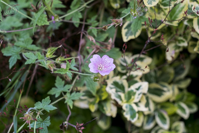 Fuji X-Pro 1 with Helios 44M 58mm f2 M42 Lens 